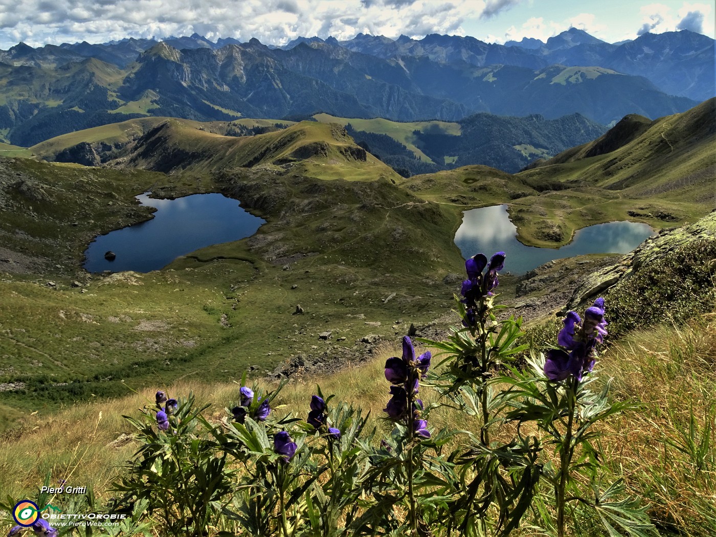 39 Fiori di aconito napello (Aconitum napellus) con vista sui laghi di Ponteranica.JPG